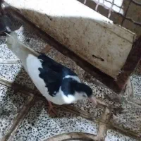 کبوتر