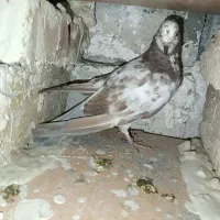 دوتا کبوتر هستیم|پرنده|اشنویه, |دیوار