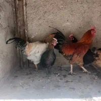 مرغ و خروس محلی و لاری|حیوانات مزرعه|بهارستان, |دیوار
