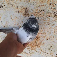 کبوتر مسابقه ای|پرنده|رشت, سلیمانداراب|دیوار