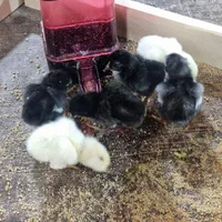 تخم نطفه دار