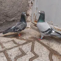 پرنده  کبوتر