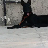 سگ مالنیوز بلک