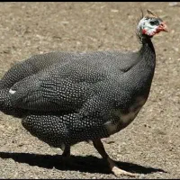 مرغ شاخدار یا گینه