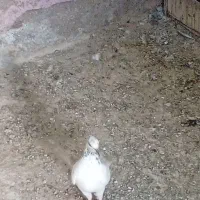 پرنده