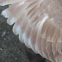 کبوتر طوقی اویناق هواگیر