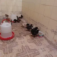 جوجه مرغ|حیوانات مزرعه|فردوس (خراسان), |دیوار