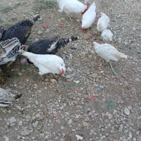 فروش بوقلمون نر ۶ماهه و خروس لاری|حیوانات مزرعه|یاسوج, |دیوار