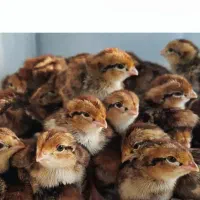 جوجه بلدرچین پرورشی