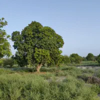 باغ ۲۰ هکتاری سندتکبرگ پروانه چاه ششدانگ|فروش دفتر صنعتی، کشاورزی، تجاری|میناب, |دیوار