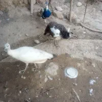 طاووس‌نروجوجه‌طاووس‌ارسال‌ازباغملک|پرنده|اهواز, کوی نفت|دیوار
