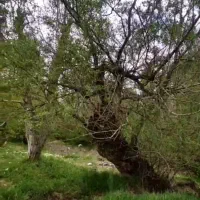 باغ زمین|فروش زمین و ملک کلنگی|خرقان, |دیوار