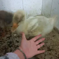 غاز|حیوانات مزرعه|مشهد, گلشور|دیوار