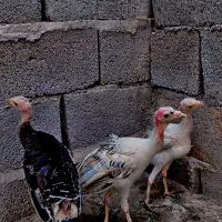 بوقلمون ۵ماه