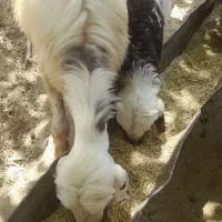 میش و بره