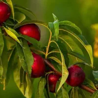 پیشفروش نهال شلیل رفعتی با شرایط چک|خدمات باغبانی و درختکاری|دره رود, |دیوار