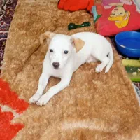 پاور فن ماینر ۳عدد فن سه سایز