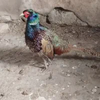 اردک خارجی . تخم قره قا. وول.خروس برهما|حیوانات مزرعه|قائمشهر, |دیوار