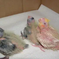 عروس هلندی جفت و مولد