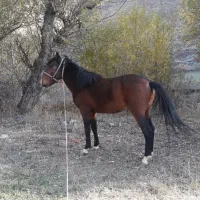 اسب عشایری|اسب و تجهیزات اسبسواری|چهارباغ, |دیوار