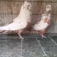 کبوتر سینه سیاه کله رنگه قره نیم تنه دمبی جفتگاه