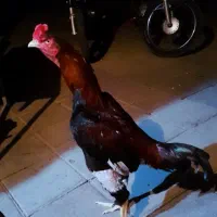 خروس لاری ده ماه.|حیوانات مزرعه|تهران, آسمان|دیوار