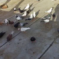 کبوتر|پرنده|اشتهارد, |دیوار