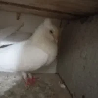 کبوتر بازدید رمکان