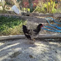 مرغ وخروس|حیوانات مزرعه|باغ بهادران, |دیوار