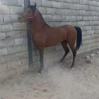 اسب نریان ۴ ساله شجره دار|اسب و تجهیزات اسب‌سواری|خمینی‌شهر, |دیوار