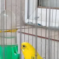 یک عدد مرغ عشق نر