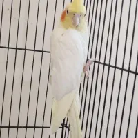 عروس هلندی ماده|پرنده|مشکیندشت, |دیوار