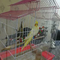 طوطی عروس