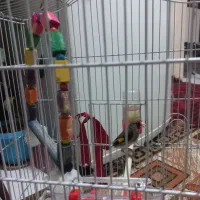 سهره نر کرمانی باقفس