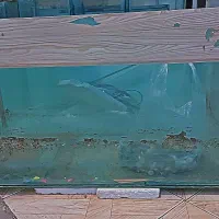 آکواریوم به همراه پمپ هوا و بیوفیلتر