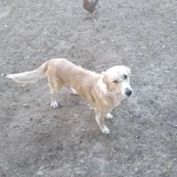 سگ دیاگو|سگ|شیروان (خراسان), |دیوار