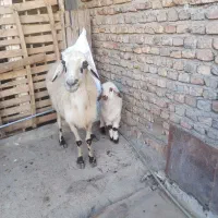 گوسفند بره دار|حیوانات مزرعه|گنبد کاووس, |دیوار