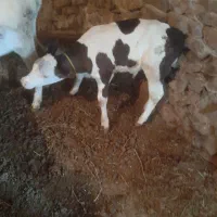 فروش گوساله