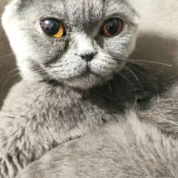 گربه زیبا اسکاتیش