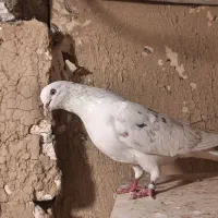 کفتر فروش یا معاوضه|پرنده|باغستان, |دیوار