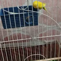 طوطی کوتوله یک عددویک جفت مرغ عشق با تخم|پرنده|شوش, |دیوار