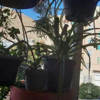 گل و گلدان|گل و گیاه طبیعی|صدرا-فارس, فاز ۱|دیوار