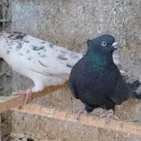 کبوتر ناب|پرنده|وحیدیه, |دیوار