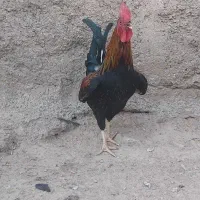 خروس عربی