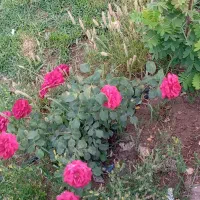 زمین پشتلر داخل بلوار