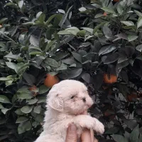 شیتزوسوپرفلت نروماده