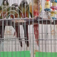 گرینچک سرلاکی تازه دونخور|پرنده|اقبالیه, |دیوار