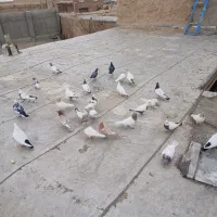 کبوتر کله دار سینه سرخ دم سیاه|پرنده|کبودرآهنگ, |دیوار