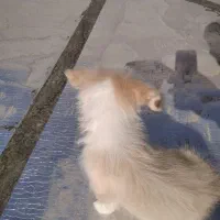 اشپیتز سگ|سگ|فردوس (خراسان), |دیوار