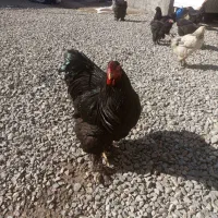 خروس برهما بلک|حیوانات مزرعه|نوشین شهر, |دیوار